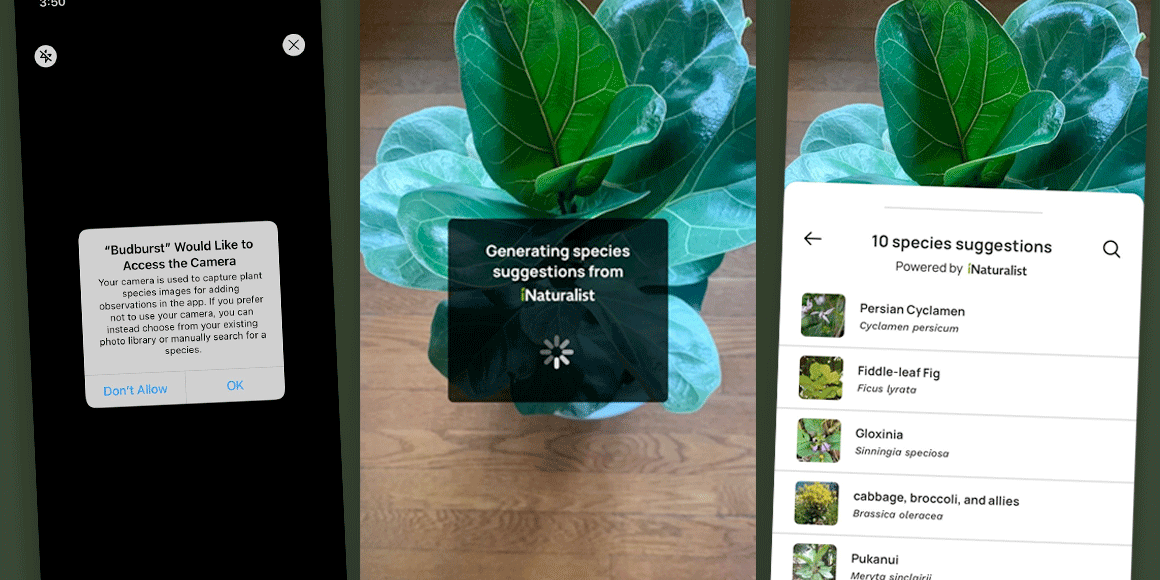 Screenshots of multiple steps of the process of taking a picture with the app and then sending it to iNaturalist for identification