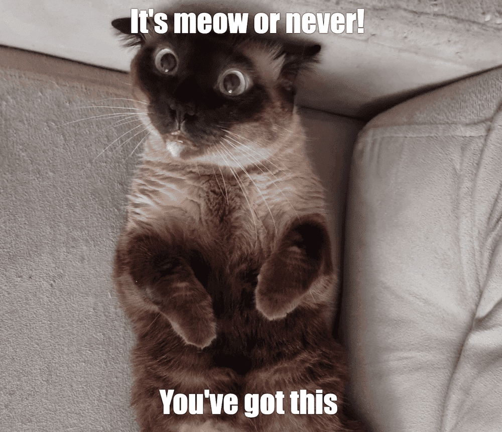 A cat named Tota is lying down with the message “It’s meow or never. You’ve got this!”